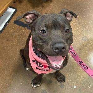 A happy dark-colored pit bull mix wearing a pink bandana and a pink leash that says "ADOPT ME".