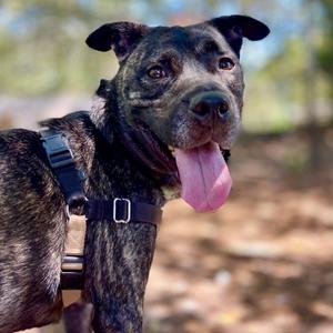 Gibby, Terrier, American Pit Bull, adult, available for adoption