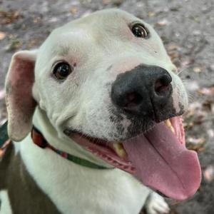 Andi, Terrier, American Pit Bull, senior, available for adoption