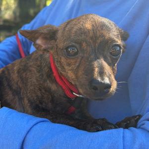Hannah, Chihuahua, puppy, available for adoption