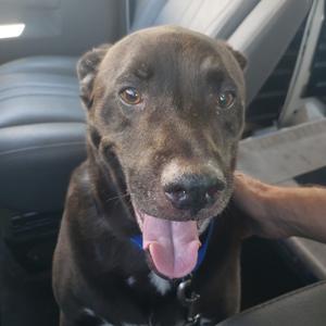 A brown dog with a blue collar sitting in a car, its tongue out and looking at the camera.