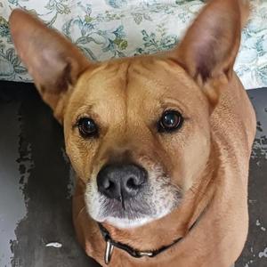 Jaxy, Corgi, Cardigan Welsh, senior, available for adoption