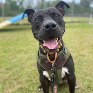 Bennet (Bean), Terrier, American Pit Bull, adult, available for adoption