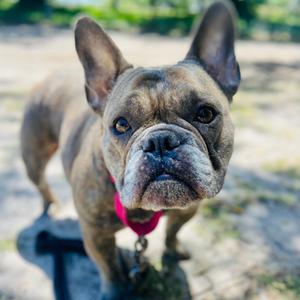 Dolly, Bulldog, French, adult, available for adoption