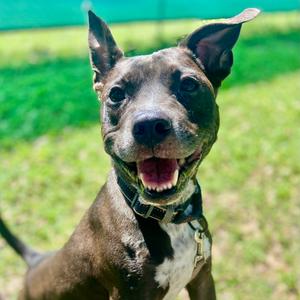 Finneas, Terrier, Pit Bull, adult, available for adoption