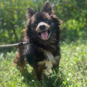 Diego, Chihuahua, senior, available for adoption