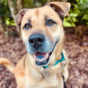 Bearis, Mixed Breed (Large), senior, available for adoption