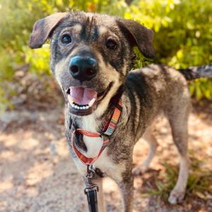 Finn, Shepherd, German, adult, available for adoption