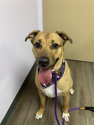 SHIRAZ, German Shepherd Dog / Labrador Retriever, adult, available for adoption
