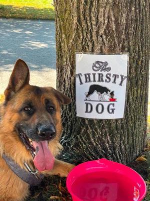 BUDDY, German Shepherd Dog, adult, available for adoption