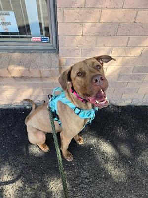 DAVEY, Cane Corso Mastiff / Mastiff, adult, available for adoption