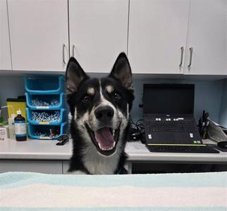 PRINCE, Siberian Husky / German Shepherd Dog, young, available for adoption