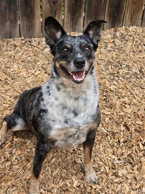 STARZ, Australian Cattle Dog/Blue Heeler, adult, available for adoption
