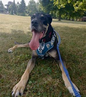 PAISLEY, Great Dane, adult, available for adoption
