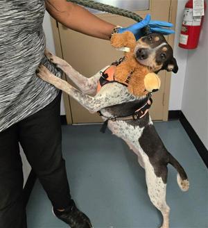 TAUNAH, Australian Cattle Dog/Blue Heeler / Bull Terrier, adult, available for adoption