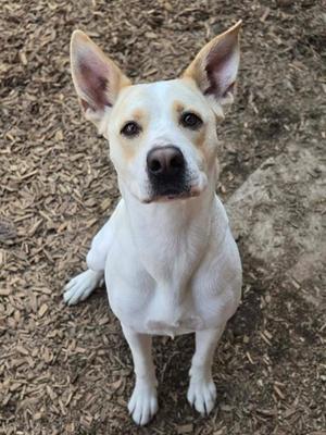 ARUBA, Labrador Retriever, adult, available for adoption
