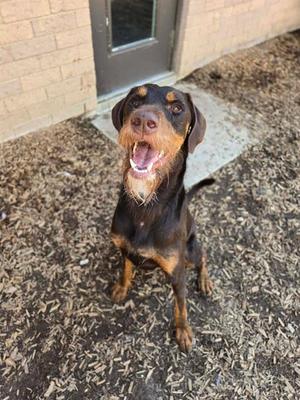 GUNNER, Poodle (Standard) / Doberman Pinscher, adult, available for adoption