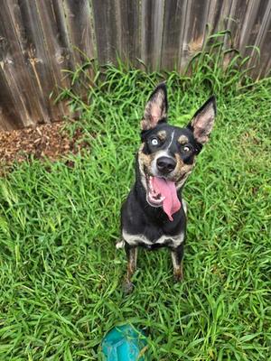 MOUSE, German Shepherd Dog / Australian Cattle Dog/Blue Heeler, young, available for adoption