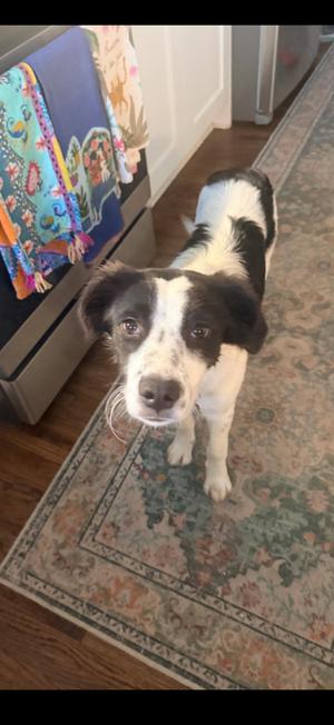 Suzy, Border Collie, young, available for adoption