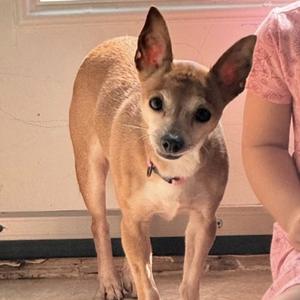 A small brown dog with large ears standing on a wooden floor, looking up at the camera.