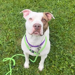 Sasha, Mixed Breed, adult, available for adoption