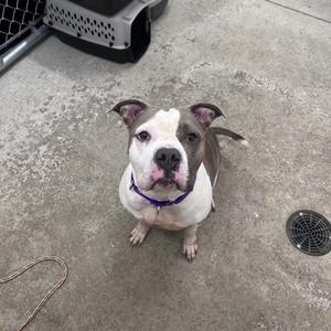 A pit bull terrier with a white and brown coat, wearing a purple collar, sitting on a concrete floor.