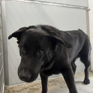 Hee Haw, Mixed Breed, senior, available for adoption
