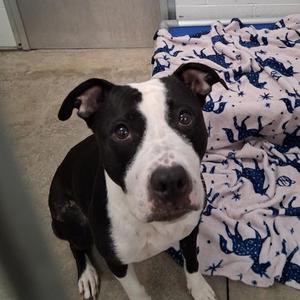 Diamond, Mixed Breed, adult, available for adoption