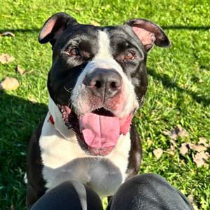 Kaiser, Mixed Breed, adult, available for adoption