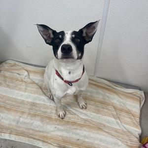 A black and white dog with large ears sitting on a striped blanket.