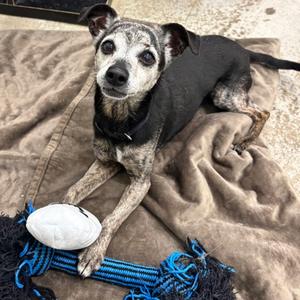 Layla, Mixed Breed, senior, available for adoption