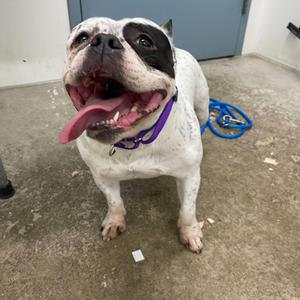 A white and black dog with a purple collar, standing on a concrete floor with its tongue out.