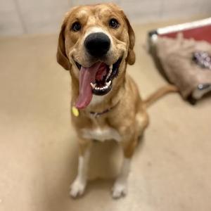 A happy brown dog with its tongue out, sitting on a tiled floor.