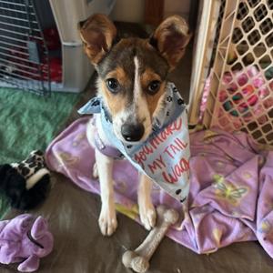 Taco, Mixed Breed, puppy, available for adoption