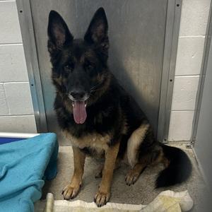 "Polly", Mixed Breed, senior, available for adoption
