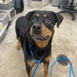 Indi, Mixed Breed, senior, available for adoption
