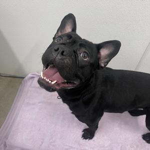 Ms. Fizzle, Mixed Breed, young, available for adoption