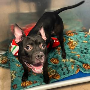 Nyx, Mixed Breed, young, available for adoption