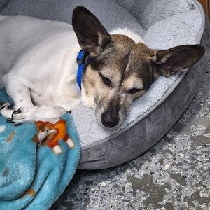 Penny, Mixed Breed, senior, available for adoption