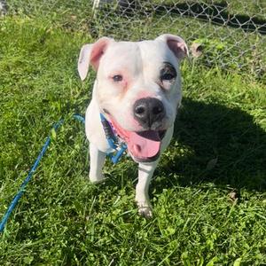 Dutch, Mixed Breed, adult, available for adoption