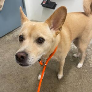 A light brown dog with large ears and a black nose, wearing an orange collar and leash, standing on a concrete floor.