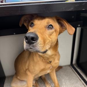 "Ken", Mixed Breed, adult, available for adoption