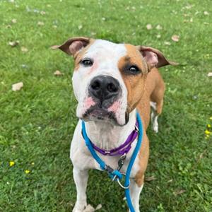 Zoey Love, Mixed Breed, adult, available for adoption