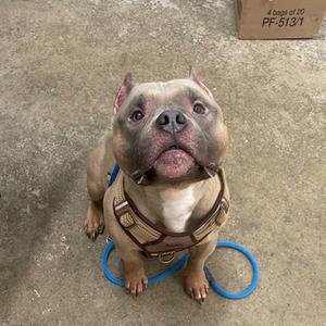 A brown and white dog wearing a harness, sitting on a concrete floor with a blue leash coiled around its front legs.