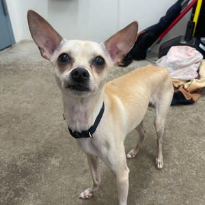 A small, light-colored dog with large ears and a black collar stands on a concrete floor. The dog is looking directly at the camera with an alert expression. In the background, there are some clothes and a red object.