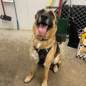 Bella, Mixed Breed, adult, available for adoption