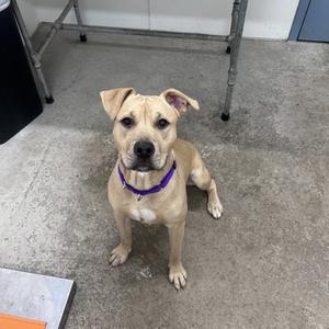 A light brown dog with a purple collar sitting on a concrete floor.