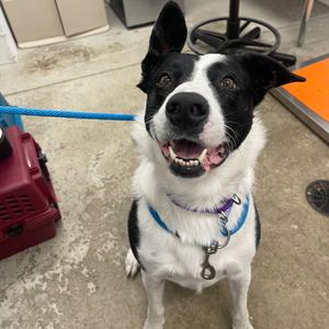Fluke, Mixed Breed, adult, available for adoption