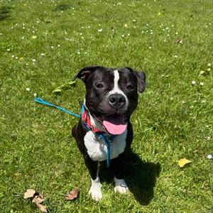 Jr, Mixed Breed, adult, available for adoption
