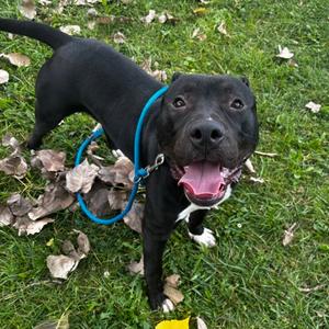 Diablo, Mixed Breed, young, available for adoption